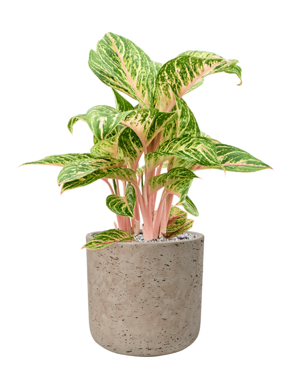 Aglaonema 'Coco Melon' en Rough, Pottery Pots