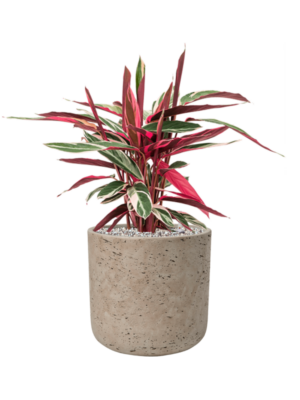 Stromanthe Sanguinea 'Triostar' en Rough