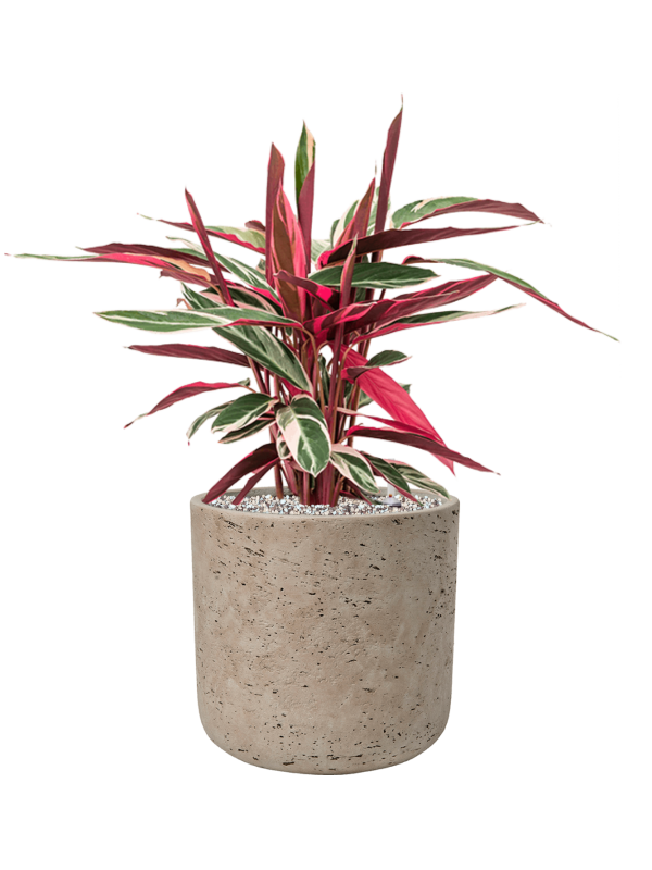 Stromanthe Sanguinea 'Triostar' en Rough, Pottery Pots