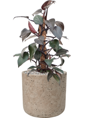 Philodendron 'New Red' en Rough