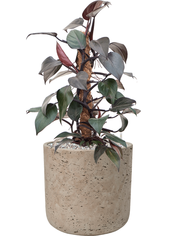 Philodendron 'New Red' en Rough, Pottery Pots