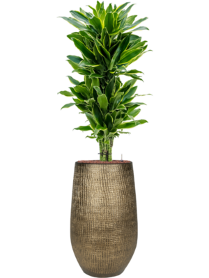 Dracaena fragrans 'Golden Coast' en Ryan