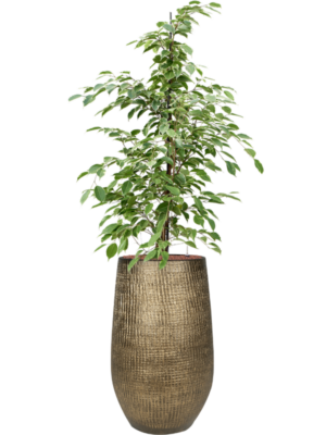 Ficus benjamina 'Golden king' en Ryan