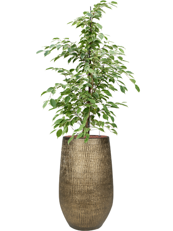 Ficus benjamina 'Golden king' en Ryan, Ter Steege
