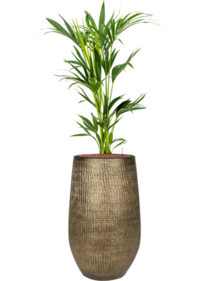 Kentia (Howea) forsteriana en Ryan