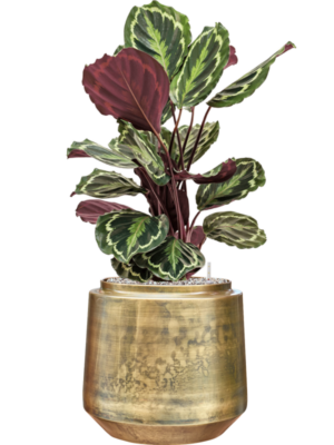 Calathea 'Medallion' en Indigo