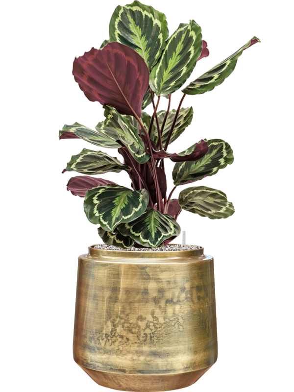 Calathea 'Medallion' en Indigo, Gina Da