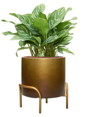 Aglaonema 'Stripes' en Baq Gradient Elevated