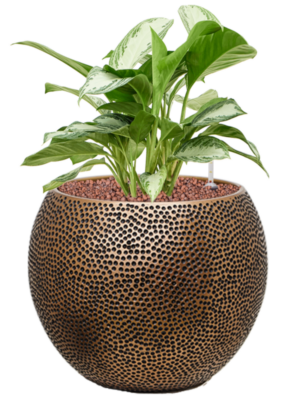 Aglaonema 'Silver Bay' en Baq Opus Hit