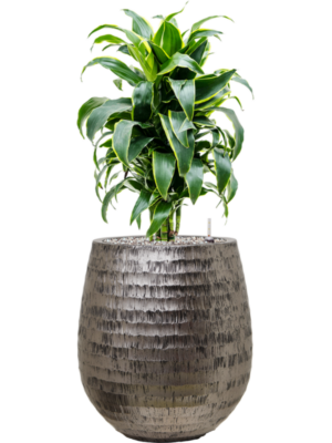 Dracaena fragrans 'Dorado' en Baq Opus Hammered