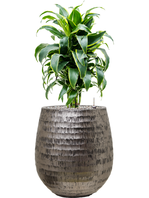 Dracaena fragrans 'Dorado' en Baq Opus Hammered