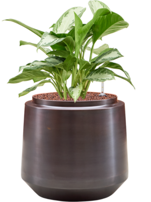 Aglaonema 'Silver Bay' en Indigo