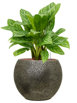 Aglaonema 'Stripes' en Baq Opus Hit