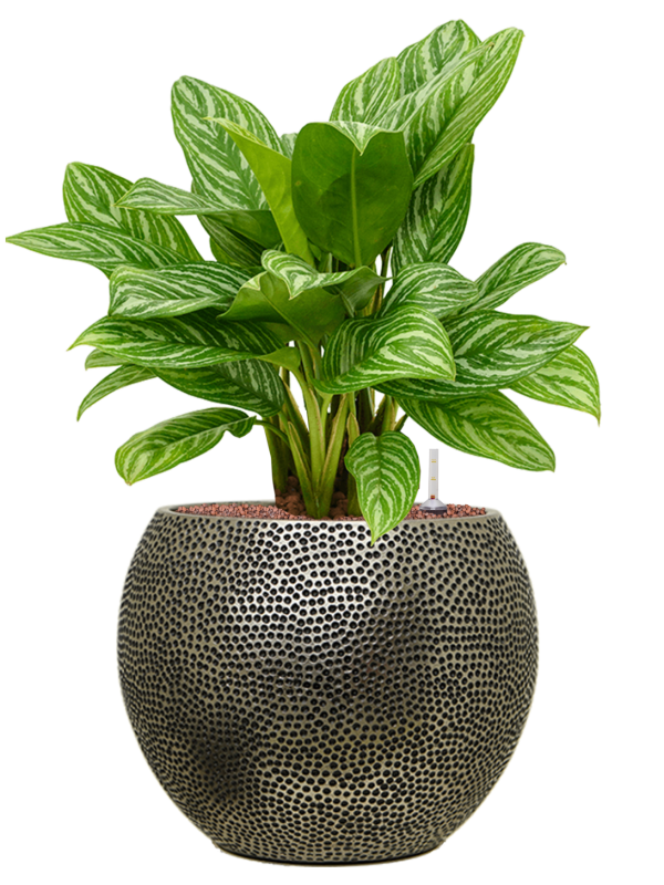 Aglaonema 'Stripes' en Baq Opus Hit