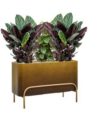 Mélange de plantes en Baq Gradient Elevated