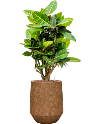 Croton (Codiaeum) variegatum 'Petra' en Mineral