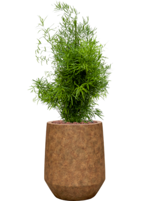Asparagus falcatus en Mineral