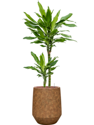 Dracaena fragrans 'Burundii' en Mineral