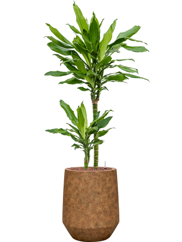 Dracaena fragrans 'Burundii' en Mineral, Pottery Pots