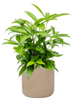 Dracaena surculosa en Rough