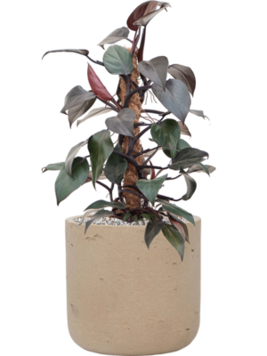 Philodendron 'New Red' en Rough