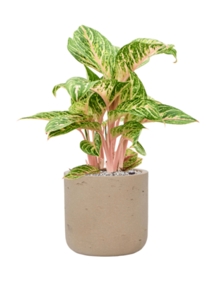 Aglaonema 'Coco Melon' en Rough