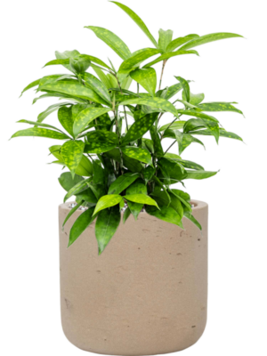 Dracaena surculosa en Rough