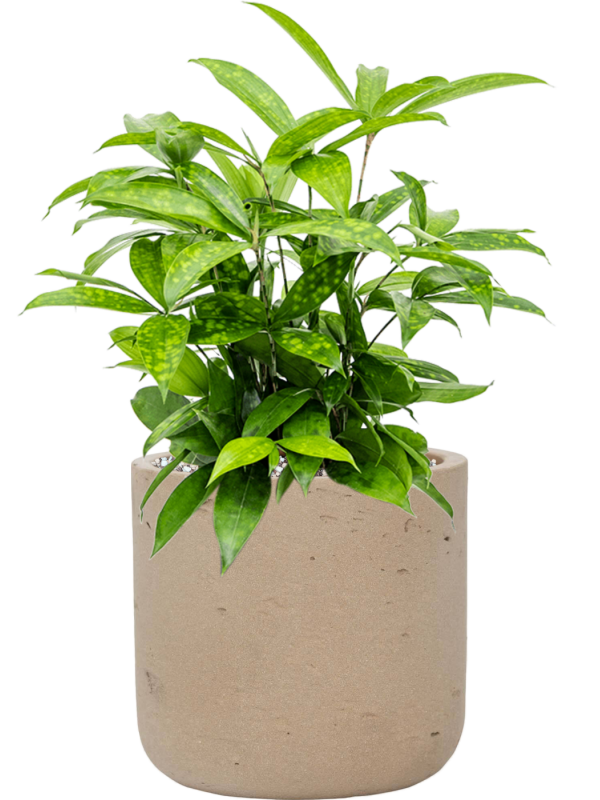 Dracaena surculosa en Rough, Pottery Pots