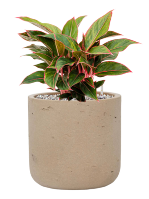 Aglaonema 'Jungle Red' en Rough
