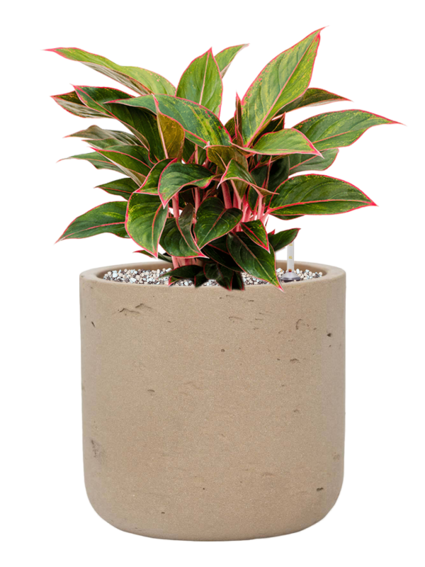Aglaonema 'Jungle Red' en Rough, Pottery Pots