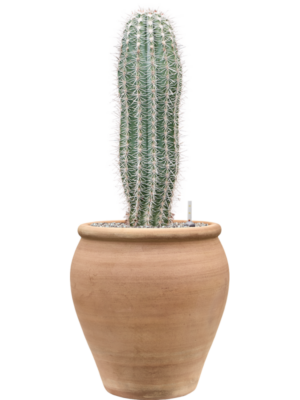 Pachycereus pringlei en Terra Antica
