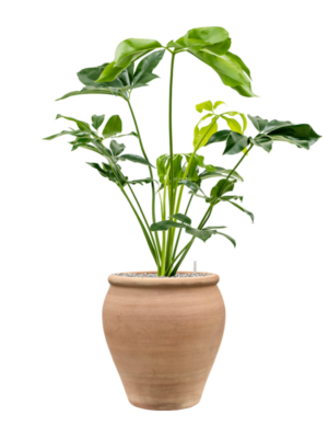 Philodendron 'Green Wonder' en Terra Antica