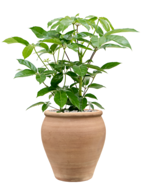Schefflera actinophylla 'Amate' en Terra Antica