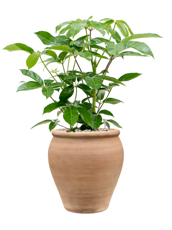 Schefflera actinophylla 'Amate' en Terra Antica, Private label