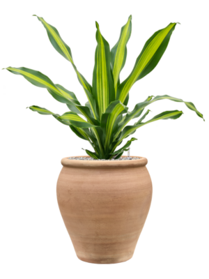 Dracaena fragrans 'Burley' en Terra Antica