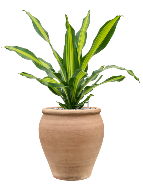 Dracaena fragrans 'Burley' en Terra Antica, Private label