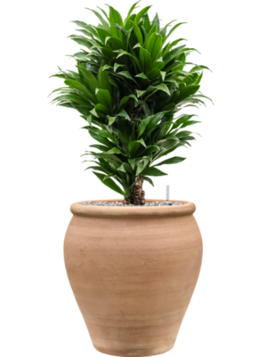 Dracaena fragrans 'Compacta' en Terra Antica