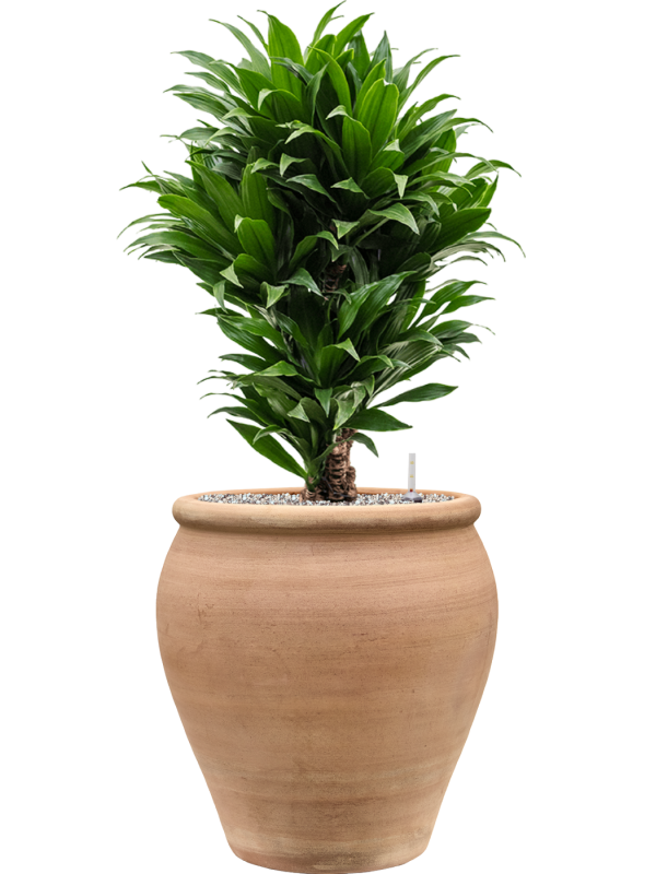 Dracaena fragrans 'Compacta' en Terra Antica, Private label