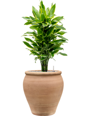 Dracaena fragrans 'Golden Coast' en Terra Antica