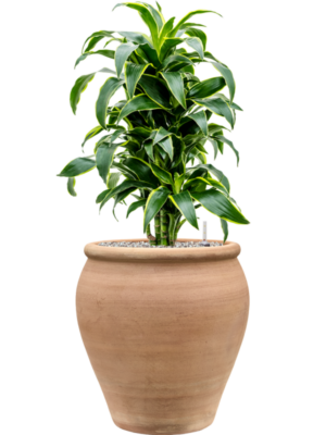 Dracaena fragrans 'Dorado' en Terra Antica