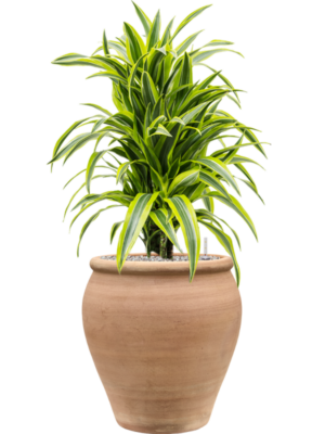 Dracaena fragrans 'Lemon Lime' en Terra Antica