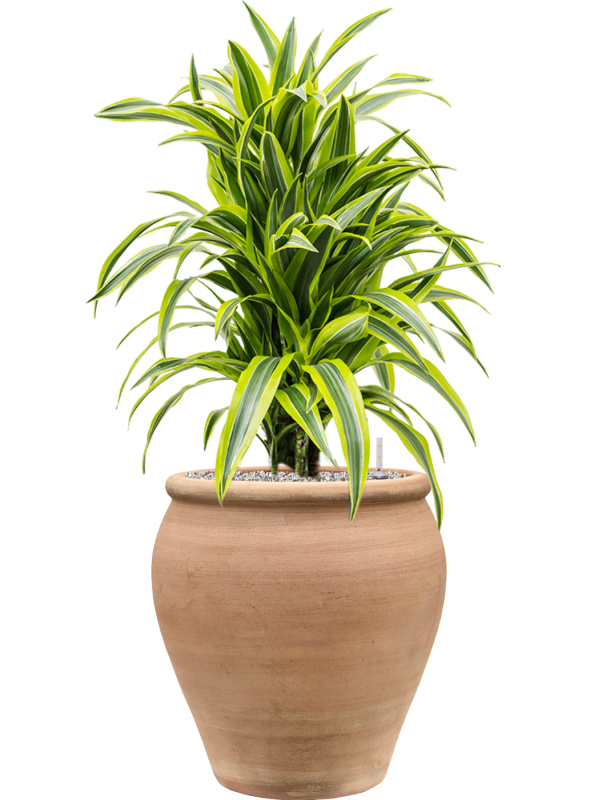 Dracaena fragrans 'Lemon Lime' en Terra Antica, Private label
