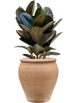 Ficus elastica 'Abidjan' en Terra Antica
