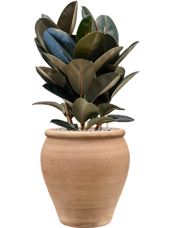 Ficus elastica 'Abidjan' en Terra Antica, Private label