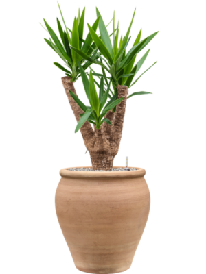 Yucca elephantipes en Terra Antica