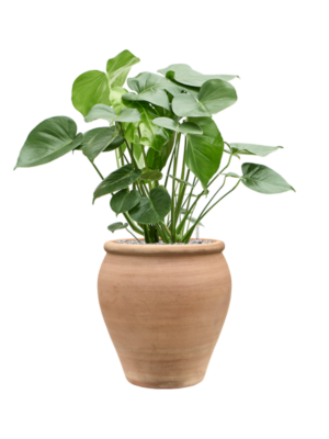 Monstera deliciosa en Terra Antica