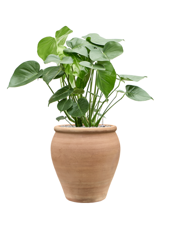 Monstera deliciosa en Terra Antica, Private label