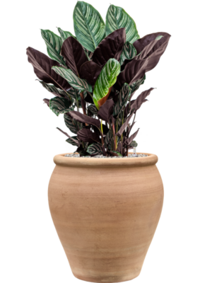 Calathea sanderiana en Terra Antica