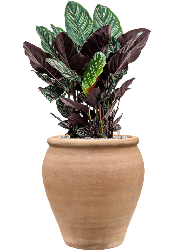 Calathea sanderiana en Terra Antica, Private label