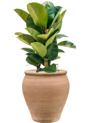 Ficus elastica 'Robusta' en Terra Antica